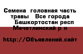 Семена (головная часть))) травы - Все города  »    . Башкортостан респ.,Мечетлинский р-н